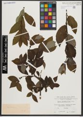 Foto von Salix appendiculata Vill.
